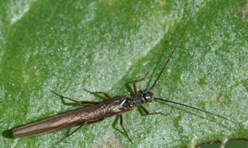 Leuctra sp.